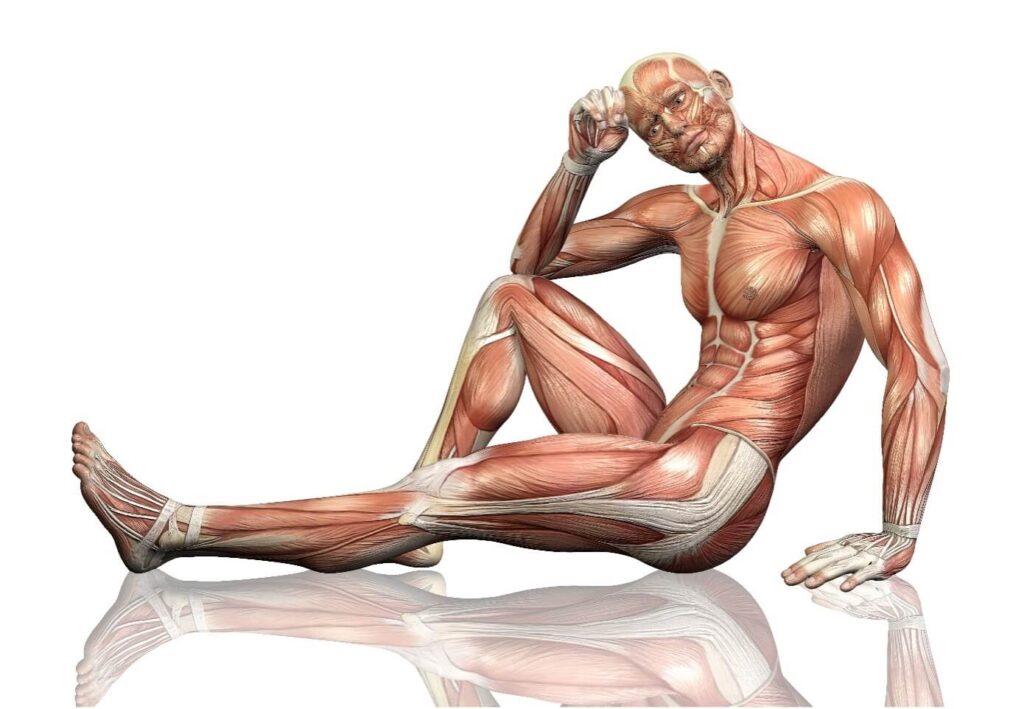 Anatomy Trains Holispace