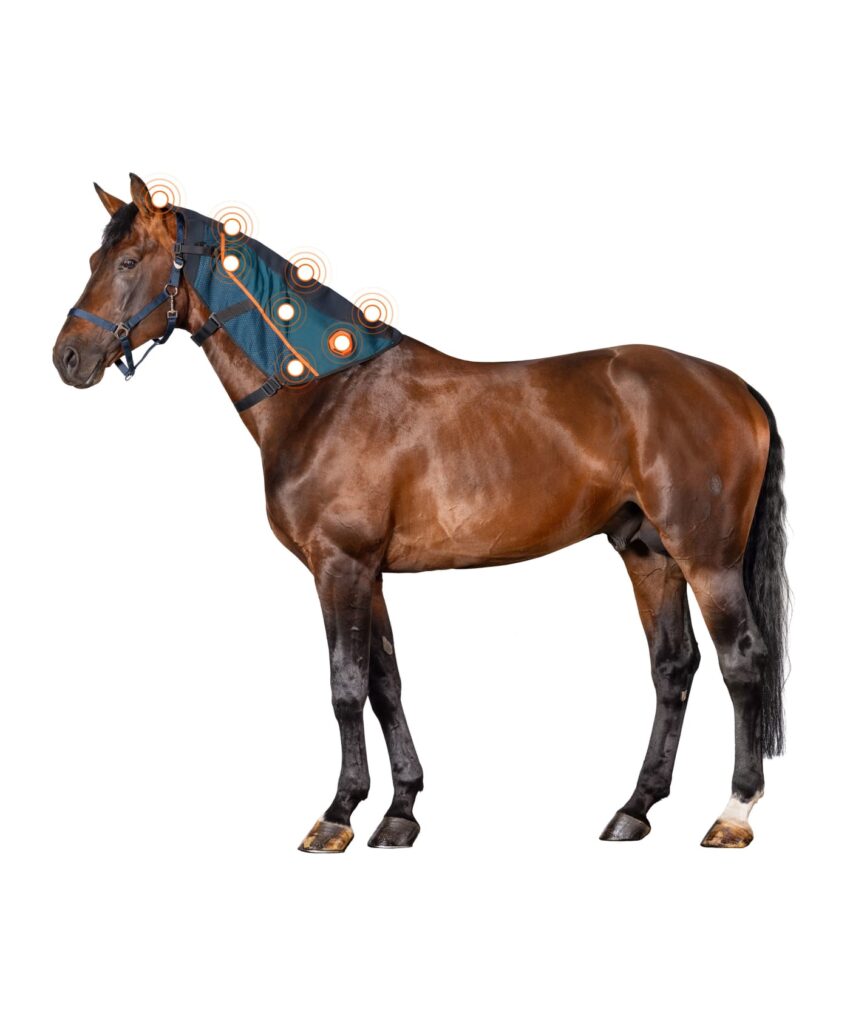 Aplikator na szyj BEMER Horse